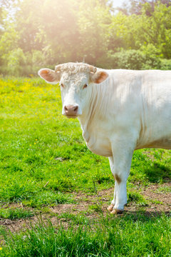 White Cow at the Green Meadow
