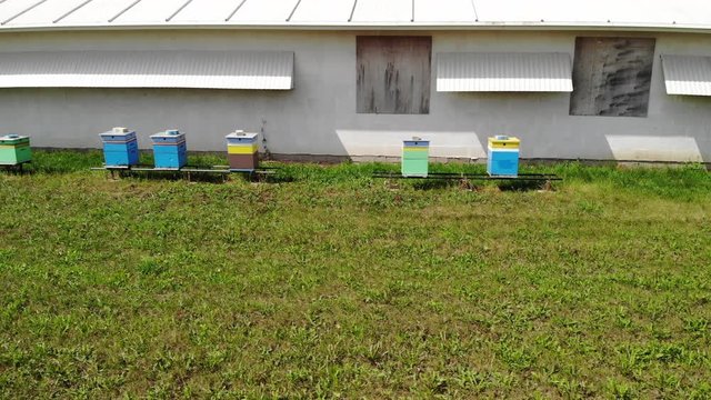 Colorful beehives standing on the green grass behind the long white building