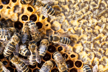 Macro shot of bees swarming on a honeycomb