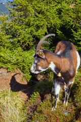 Goats herd while grazing in the mountains.