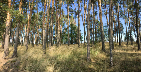 Splendid pine forest panoramic image - pine trees and high grass lit by warm evening light (huge resolution file)