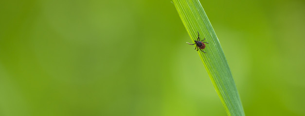 Tick (Ixodes ricinus) waiting for its victim on a grass blade - parasite potentionally carrying dangerous diseases - obrazy, fototapety, plakaty