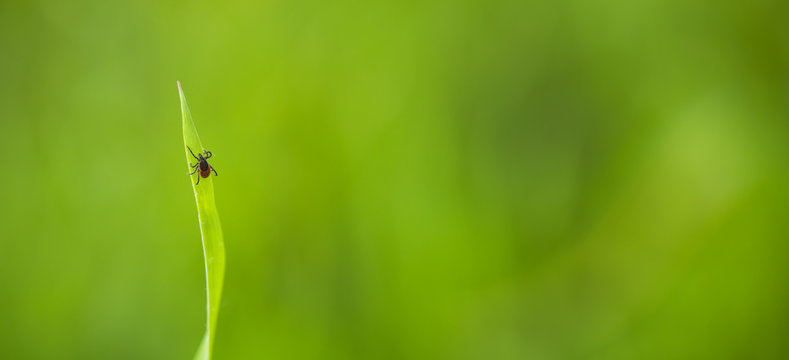 Tick (Ixodes ricinus) waiting for its victim on a grass blade - parasite potentionally carrying dangerous diseases