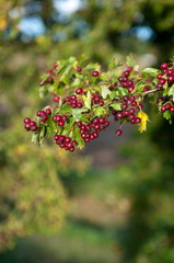  The tree branch is full of red berries