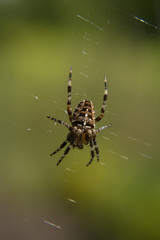 Close-up of a female European garden cross spider (Araneus diadematus) in the web