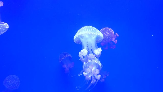 jelly fish in the water