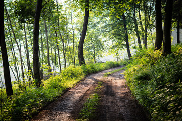 lovely forest path in early morning sunshine (shallow DOF; color toned image)