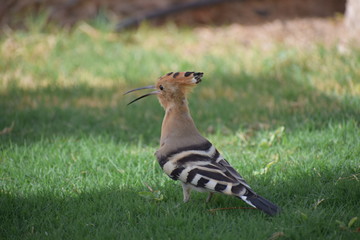 Hoopoe