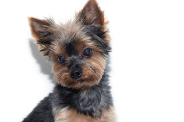 Yorkshire Terrier dog on a white background. Little dog isolated on a white background. Sheared dog. A pet.