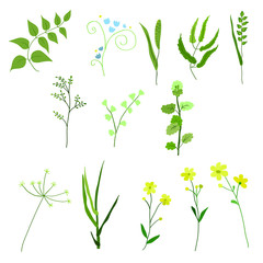 Collection of various wild herbs and flowers. Delicate shades on a white background.
