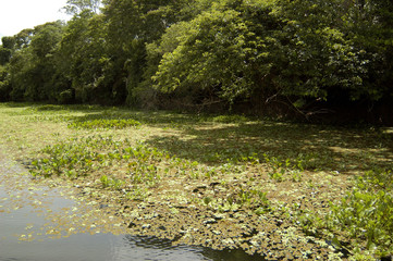 Pantanal