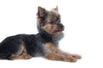 Yorkshire Terrier dog on a white background. Little dog isolated on a white background. Sheared dog. A pet.