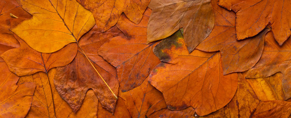 Naklejka na ściany i meble Orange fallen autumn leaves evenly covered ground