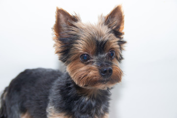 Yorkshire Terrier dog on a white background. Little dog isolated on a white background. Sheared dog. A pet.