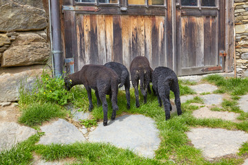 Four young black lambs on the farm.