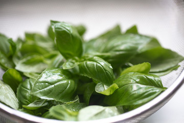 Fresh organic basil, growing in the garden. Bright green basilic leaves. Outdoors. Natural food background with copy space