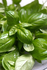 Fresh organic basil, growing in the garden. Bright green basilic leaves. Outdoors. Natural food background with copy space