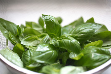Fresh organic basil, growing in the garden. Bright green basilic leaves. Outdoors. Natural food background with copy space