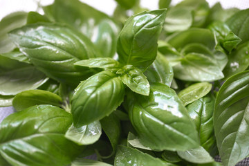 Fresh organic basil, growing in the garden. Bright green basilic leaves. Outdoors. Natural food background with copy space