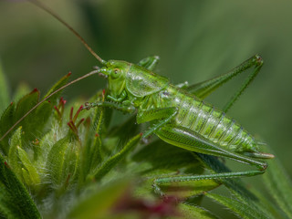 GRASSHOPPER Close-up Macro 