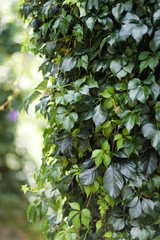 Obraz premium Wild grape leaf texture. Green natural background