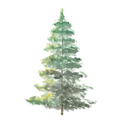 A bright spruce under the sun hand drawn botanical watercolor isolated on white background