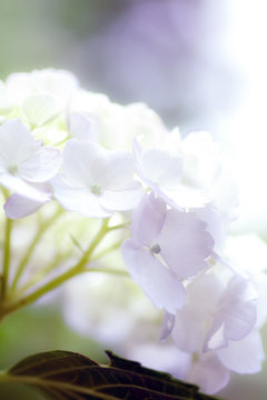 Baphotte Photos Images Assets Adobe Stock Baphotte Photos Images Assets Adobe Stock