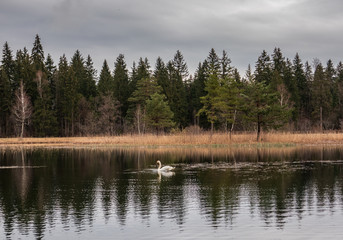Obraz premium The lake Schwansee in Bavaria, Germany