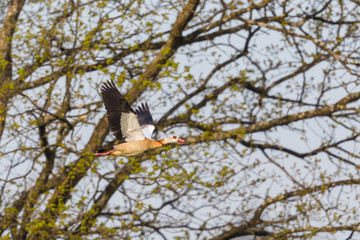 egyptian nile goose (alopochen aegyptiaca) in flight, branches