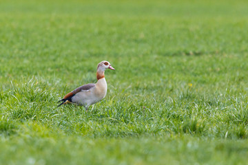one egyptian nile goose (alopochen aegyptiaca) in green grass