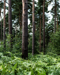 Fototapeta premium Tall trees in the forest