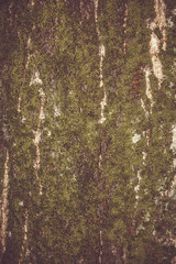 Obraz premium Gray stone wall background, stone background