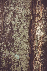 Gray stone wall background, stone background