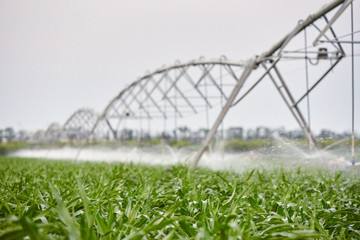 ARTIFICIAL IRRIGATION FIELD WATERING WITH CORROSES OF GRAINS