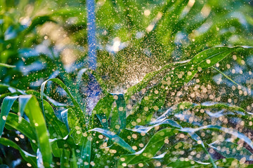 Fototapeta na wymiar FRESH GREEN LEAVES OF CORN DROP THE WATER DROPS FROM AN ARTIFICIAL IRRIGATION SYSTEM