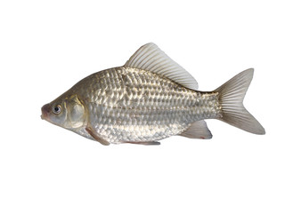  fish crucian carp carassius