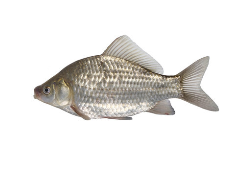  fish crucian carp  carassius