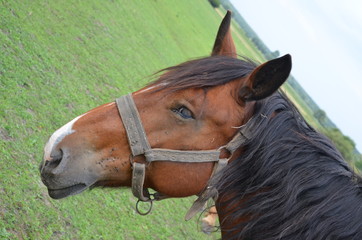 koń, zwierzak, źrebak, braun, farma, cheval, klacz, gras, pastwisko, charakter, pola, młoda, colt, koni, hayfield, ssak, kuc, zieleń, zwierzak, bobasy, jeździec, ogier, pastwisko, biała, obszarów w © Szymon