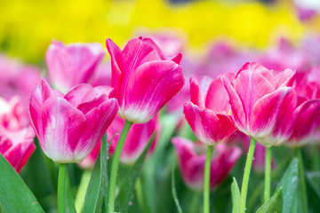 Obraz premium Tulip flower with green leaf background in tulip field at winter or spring day for postcard beauty decoration and agriculture concept design.