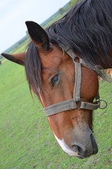 koń, zwierzak, źrebak, braun, farma, cheval, klacz, gras, pastwisko, charakter, pola, młoda, colt, koni, hayfield, ssak, kuc, zieleń, zwierzak, bobasy, jeździec, ogier, pastwisko, biała, obszarów w © Szymon