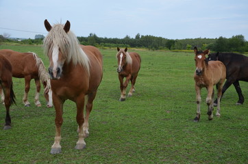 koń, zwierzak, źrebak, braun, farma, cheval, klacz, gras, pastwisko, charakter, pola, młoda,...