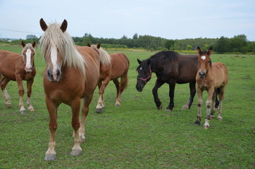 koń, zwierzak, źrebak, braun, farma, cheval, klacz, gras, pastwisko, charakter, pola, młoda,...