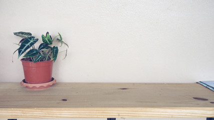   tree in vase put on table .space wall background        