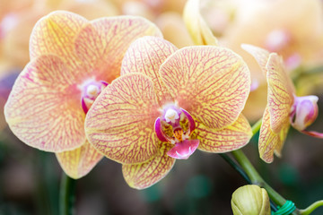 Orchid flower in orchid garden at winter or spring day for postcard beauty and agriculture design....