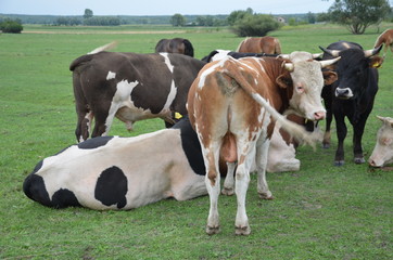 krowa, zwierzak, farma, bydło, gras, pola, rolnictwa, hayfield, krowa, biała, pastwisko, mleczko, pastwisko, rolnictwa, braun, zieleń, gospodarstwo mleczne, czarna, charakter, obszarów wiejskich, woło © Szymon