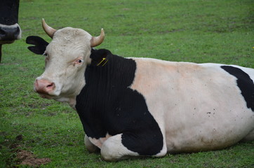 krowa, zwierzak, farma, bydło, gras, pola, rolnictwa, hayfield, krowa, biała, pastwisko, mleczko, pastwisko, rolnictwa, braun, zieleń, gospodarstwo mleczne, czarna, charakter, obszarów wiejskich, woło © Szymon