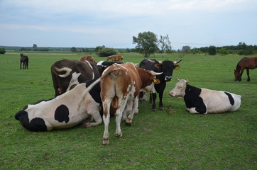 krowa, zwierzak, farma, bydło, gras, pola, rolnictwa, hayfield, krowa, biała, pastwisko, mleczko, pastwisko, rolnictwa, braun, zieleń, gospodarstwo mleczne, czarna, charakter, obszarów wiejskich, woło © Szymon