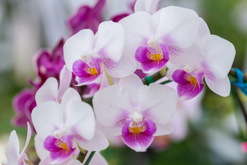 Fototapeta na wymiar Orchid flower in orchid garden at winter or spring day for postcard beauty and agriculture design. Phalaenopsis Orchidaceae.