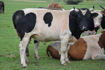 krowa, farma, zwierzak, bydło, gras, pola, rolnictwa, hayfield, biała, mleczko, krowa, pastwisko, czarna, zieleń, rolnictwa, pastwisko, braun, gospodarstwo mleczne, wołowina, zwierzak, charakter, zwie © Szymon