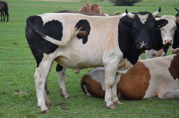 krowa, zwierzak, farma, bydło, gras, pola, rolnictwa, hayfield, krowa, biała, pastwisko, mleczko, pastwisko, rolnictwa, braun, zieleń, gospodarstwo mleczne, czarna, charakter, obszarów wiejskich, woło © Szymon